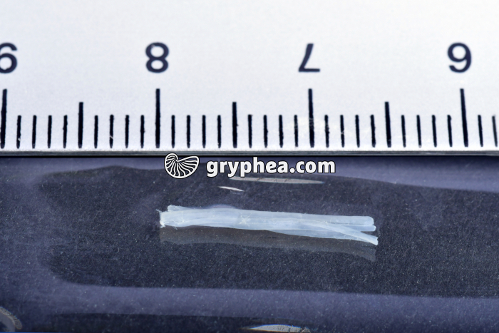 Fibres musculaires de crabe - eau distillée + HCN + CaCl2 - gryphea.com